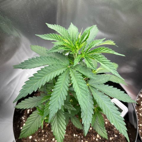 RumPowder growlog timeline photo