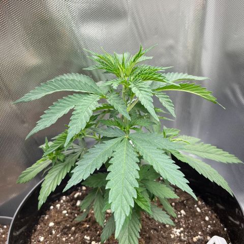 RumPowder growlog timeline photo
