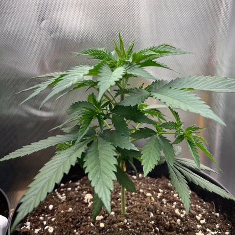 RumPowder growlog timeline photo