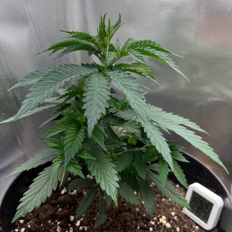 RumPowder growlog timeline photo