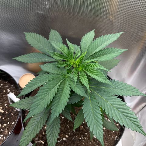 RumPowder growlog timeline photo