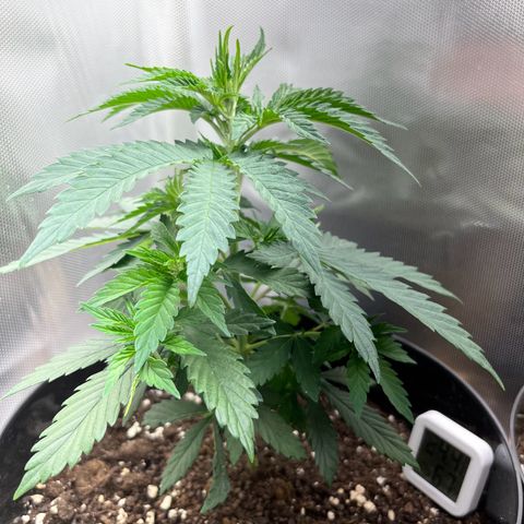 RumPowder growlog timeline photo