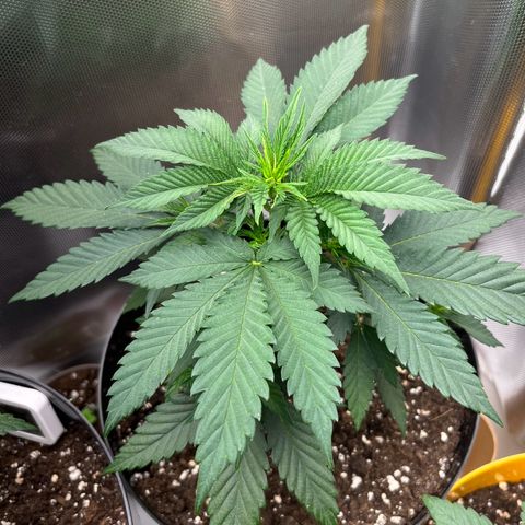 RumPowder growlog timeline photo