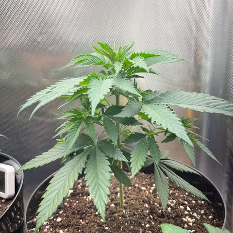 RumPowder growlog timeline photo