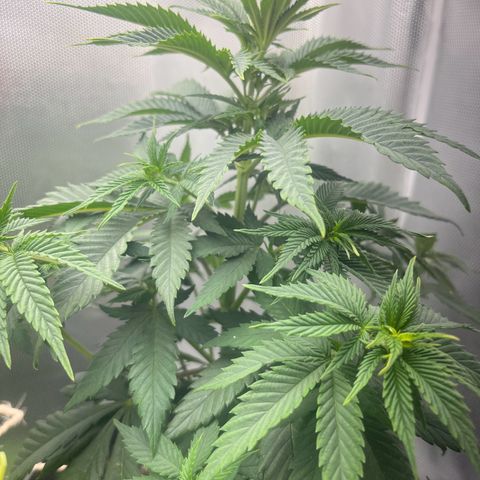 RumPowder growlog timeline photo