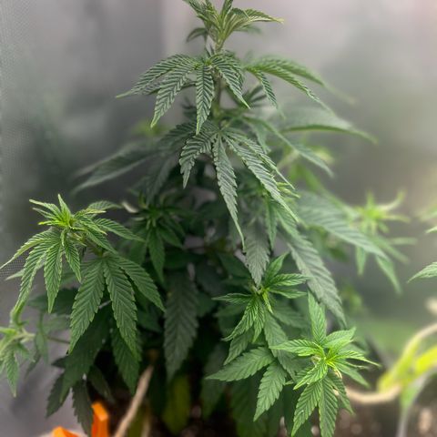 RumPowder growlog timeline photo