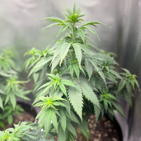 RumPowder growlog timeline photo