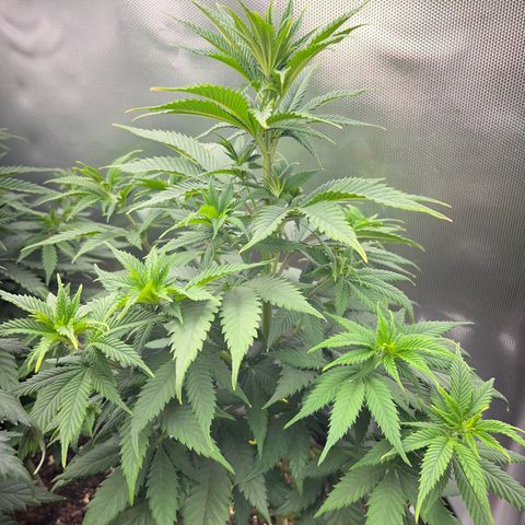 RumPowder growlog timeline photo