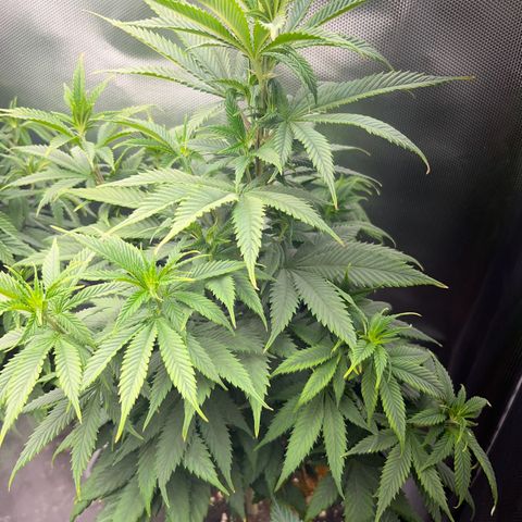 RumPowder growlog timeline photo
