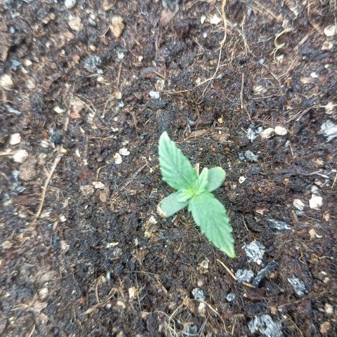 Big Bud growlog timeline photo