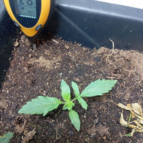 Big Bud growlog timeline photo