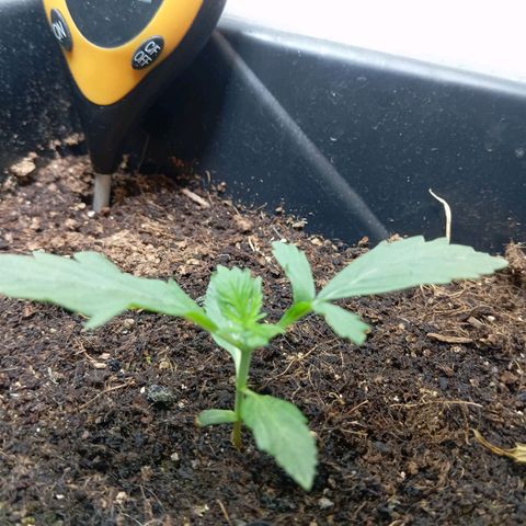 Big Bud growlog timeline photo