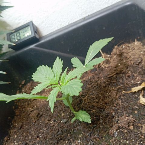 Big Bud growlog timeline photo