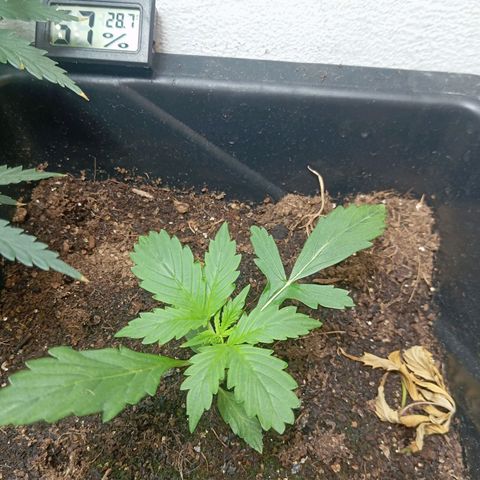 Big Bud growlog timeline photo