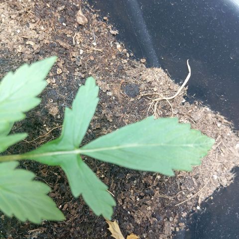 Big Bud growlog timeline photo