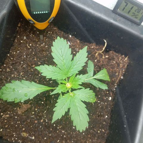 Big Bud growlog timeline photo