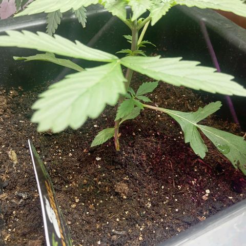 Big Bud growlog timeline photo