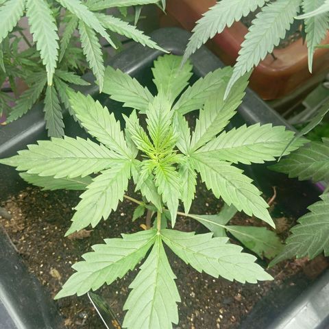 Big Bud growlog timeline photo
