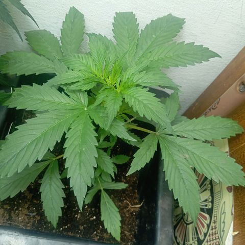 Big Bud growlog timeline photo