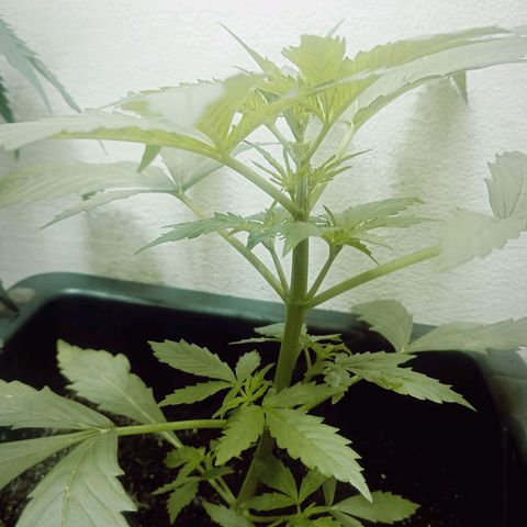 Big Bud growlog photo: Vegetativo 