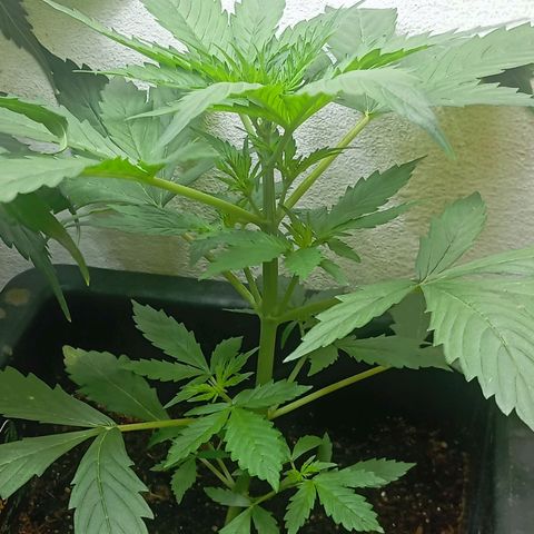 Big Bud growlog timeline photo