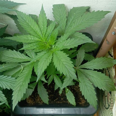Big Bud growlog timeline photo
