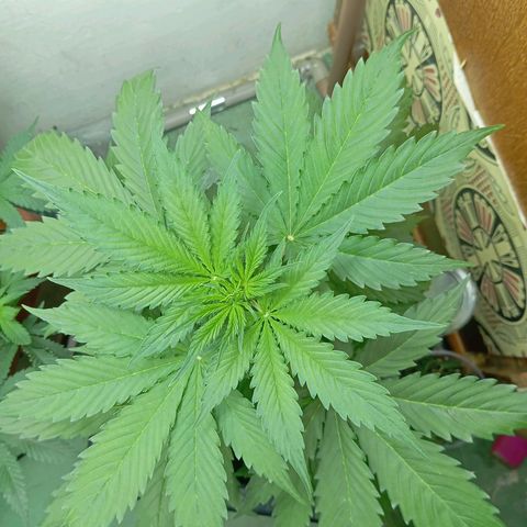 Big Bud growlog timeline photo