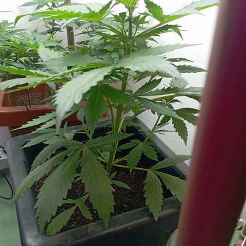 Big Bud growlog timeline photo