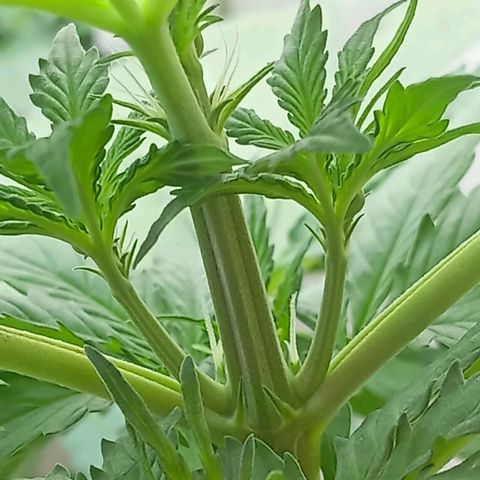 Big Bud growlog photo: Primeiros pestilhos 