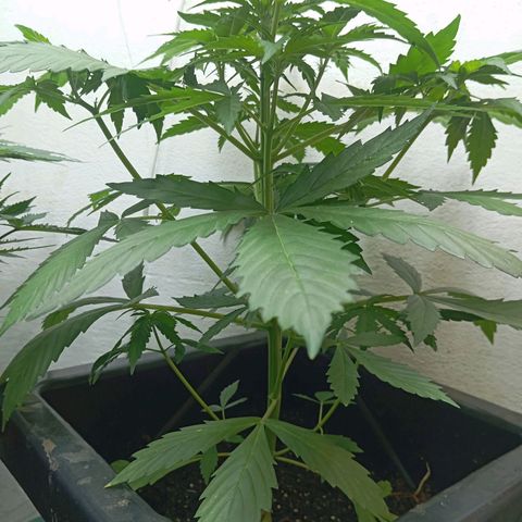 Big Bud growlog timeline photo