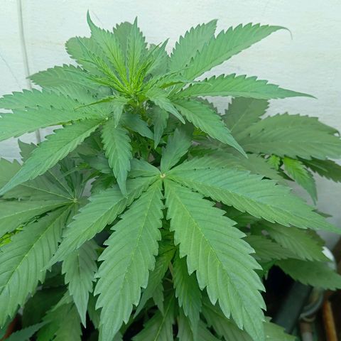 Big Bud growlog timeline photo
