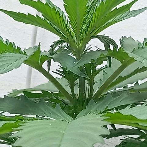 Big Bud growlog timeline photo
