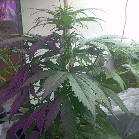 Big Bud growlog timeline photo