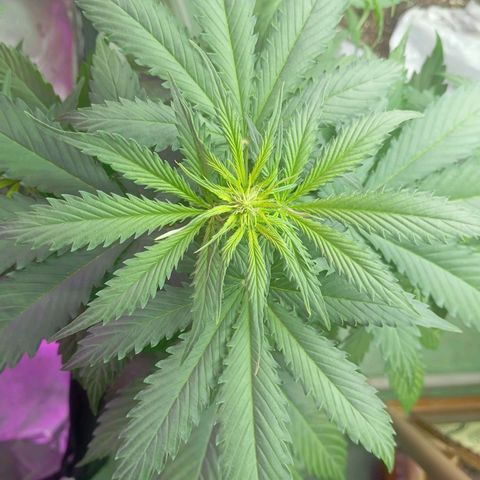 Big Bud growlog timeline photo