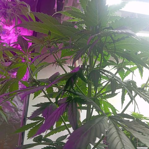 Big Bud growlog timeline photo