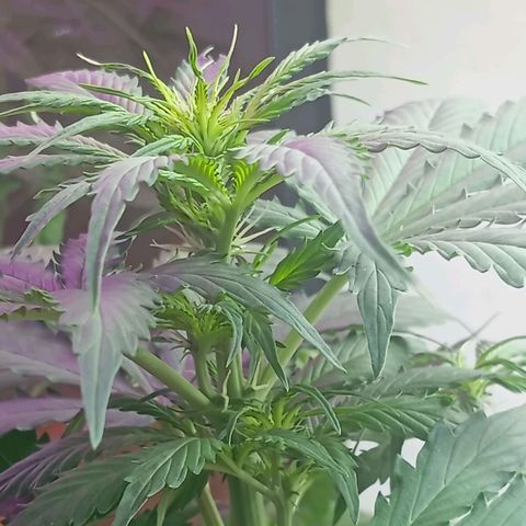 Big Bud growlog photo: Top bud em formação 