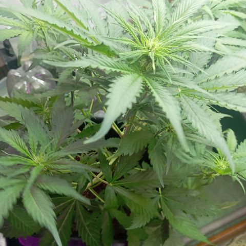 Big Bud growlog timeline photo