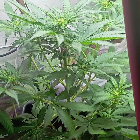 Big Bud growlog timeline photo