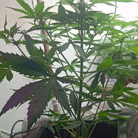Big Bud growlog timeline photo
