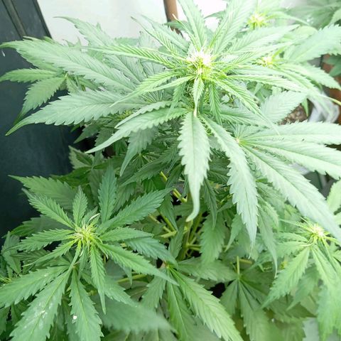 Big Bud growlog timeline photo