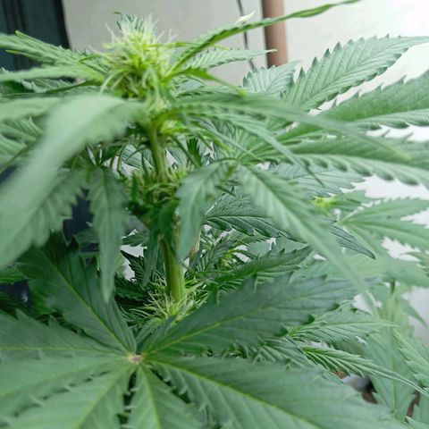 Big Bud growlog timeline photo