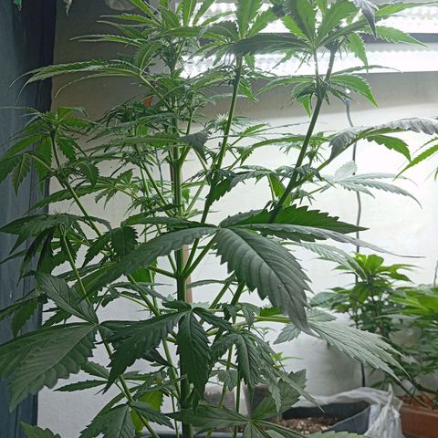 Big Bud growlog timeline photo
