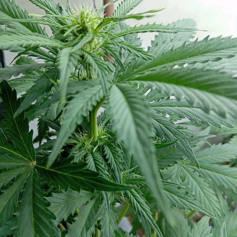 Big Bud growlog timeline photo
