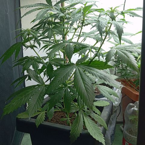 Big Bud growlog timeline photo