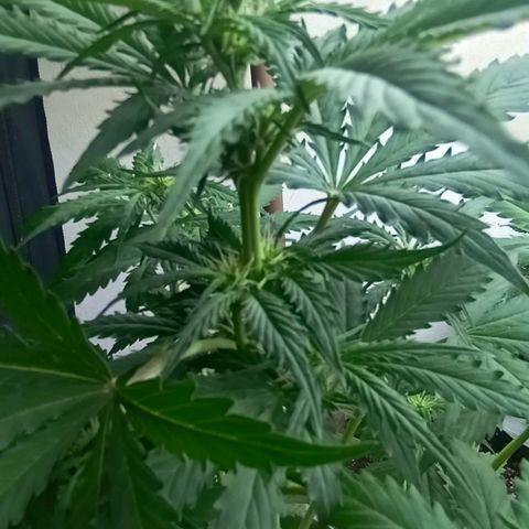 Big Bud growlog timeline photo