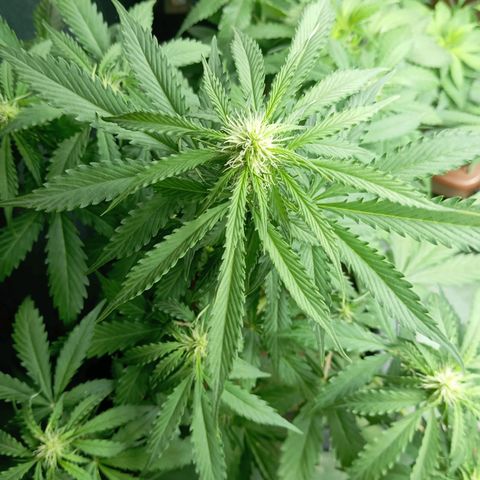 Big Bud growlog timeline photo