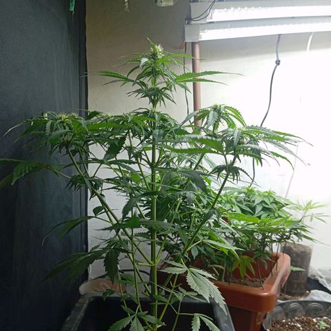 Big Bud growlog timeline photo
