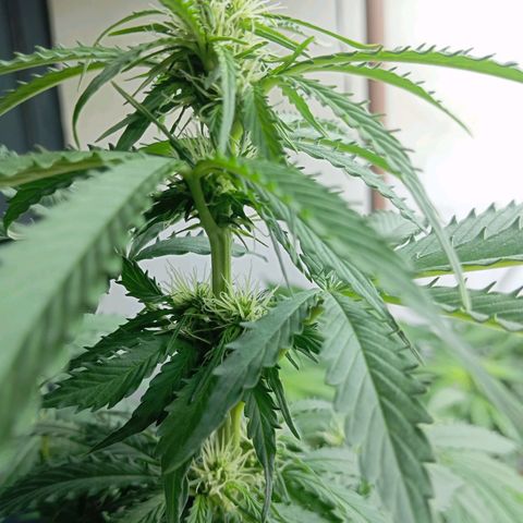 Big Bud growlog photo: Formação top bud 