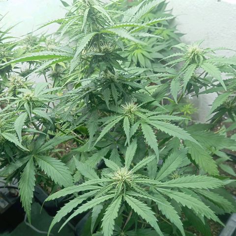 Big Bud growlog timeline photo
