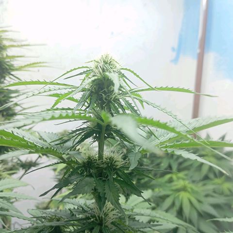 Big Bud growlog photo: Formação do top bud 